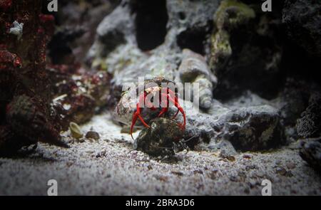 Crabe dans la coquille. Cancer ermit rampant sur les rochers. Photo macro d'un crabe rouge hermite sous l'eau. Ermit le crabe dans la coquille au bas de la TH Banque D'Images