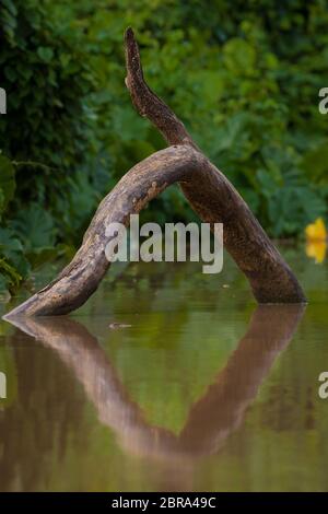 Arbre arty tombé et réflexions dans le lac de Gatun, parc national de Soberania, province de Colon, République du Panama. Banque D'Images