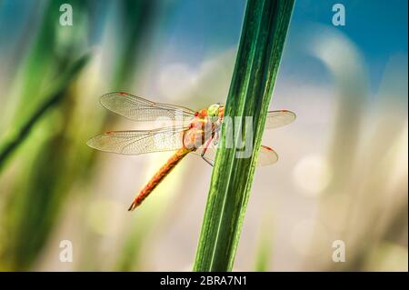 Libellule Sympetrum close-up assis sur l'herbe et regardant la caméra Banque D'Images