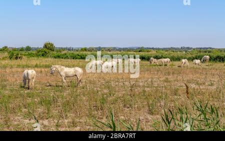 Certains chevaux camargue vu dans la région de la Camargue, une région dans le sud de la France Banque D'Images