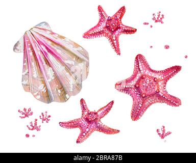 Ensemble de coquillages des pétoncles et des étoiles de mer. Le rose et la nacre clam Pectinidae et les algues. Nature de l'océan mondial. Résident sous l'eau. Été Banque D'Images