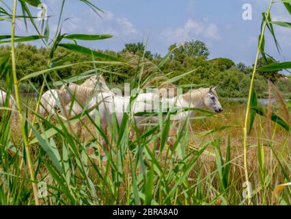 Certains chevaux camargue vu à travers la végétation dense dans la Camargue, une région dans le sud de la France Banque D'Images