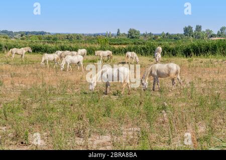 Certains chevaux camargue vu dans la région de la Camargue, une région dans le sud de la France Banque D'Images