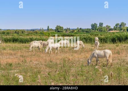 Certains chevaux camargue vu dans la région de la Camargue, une région dans le sud de la France Banque D'Images