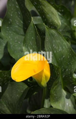 Gelbe (Calla Zantedeschia elliottiana) im Botanischen Garten Banque D'Images