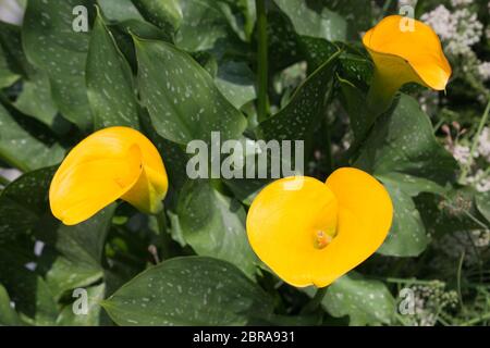 Gelbe (Calla Zantedeschia elliottiana) im Botanischen Garten Banque D'Images