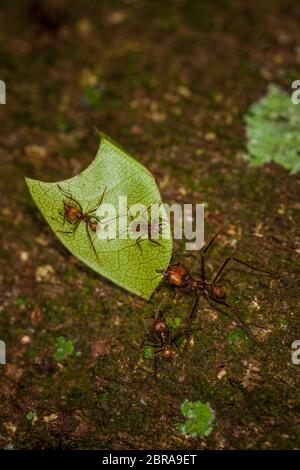 Fourmis tailleuses de feuilles, Atta cephalotes, dans la forêt tropicale luxuriante du parc national de Soberania, République du Panama. Banque D'Images