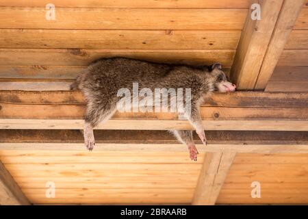 Le raton laveur qui peut accueillir l'escalade dans les zoo sur la poutre Banque D'Images