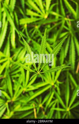 Cannabis Marijuana feuilles. Vue d'en haut. Banque D'Images