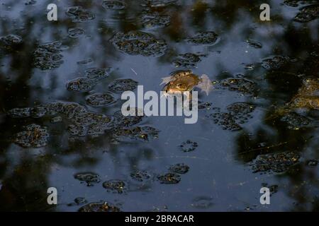 Grenouille rousse de la Sardaigne, présente dans les étangs à l'été. Habitat Son habitat naturel est les forêts tempérées, zones tempérées, rivières, intermittent riv Banque D'Images