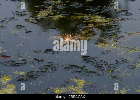 Grenouille rousse de la Sardaigne, présente dans les étangs à l'été. Habitat Son habitat naturel est les forêts tempérées, zones tempérées, rivières, intermittent riv Banque D'Images