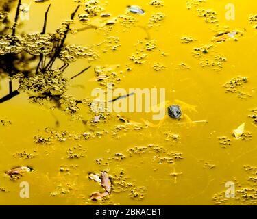 Grenouille rousse de la Sardaigne, présente dans les étangs à l'été. Habitat Son habitat naturel est les forêts tempérées, zones tempérées, rivières, intermittent riv Banque D'Images