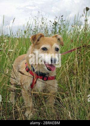 Panting mignon Jack Russell croiser Yorkshire terrier mongrel chien avec harnais rouge et de plomb dans l'herbe longue. Banque D'Images