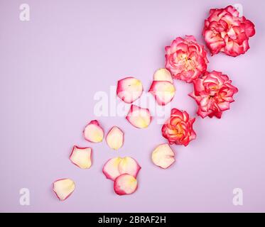 Les bourgeons en fleurs de roses roses sur un fond lilas, la composition est dans le coin, mise à plat Banque D'Images