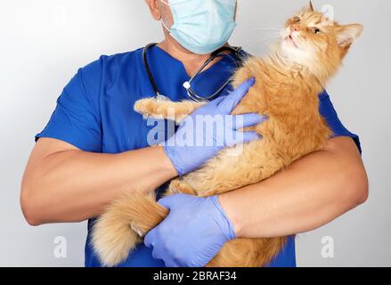 Homme de l'enseignement professionnels en uniforme bleu et des gants en latex rouge moelleux adultes détenant un chat avec un drôle de visage, fond gris, concept de traitement des animaux Banque D'Images