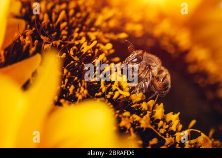 Photo gros plan de l'abeille assis sur tournesol, petit insecte pollinisateur, la grosse fleur lumineuse, ce miel naturel Banque D'Images