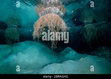 Formations de calcaire uniques dans le cenote Dreamgate au Mexique. Banque D'Images