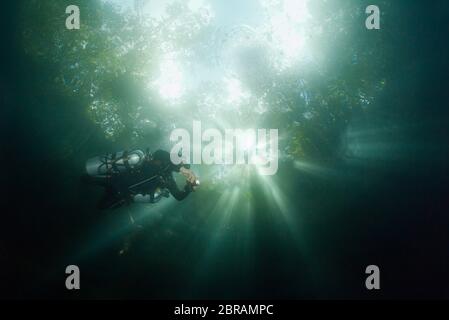 Vue de dessous en surface avec le plongeur technique de sidemount dans le cenote Angelita – célèbre gouffre avec couche de soufre hydrogène semblable à un nuage. Banque D'Images