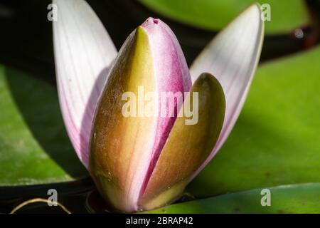 Fleur rose de nénuphars fraîche non ouverte, Lotus de Nymphea, Nymphea sp. Hort., sur fond de feuilles vertes. Bourgeon de lotus aux nénuphars entouré de feuilles. ONU Banque D'Images