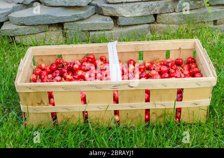 Cerises biologiques fraîchement cueillis dans la caisse, on lawn Banque D'Images