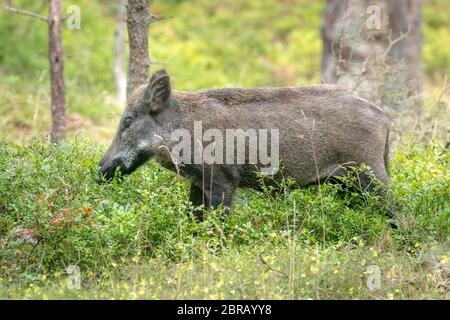 Femme Cochon sauvage dans la forêt en mangeant entre les buissons de bleuets vert Banque D'Images