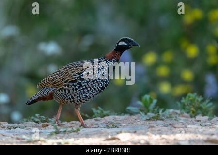 Oiseau mâle de Francolin noir photographié à Sattal Banque D'Images