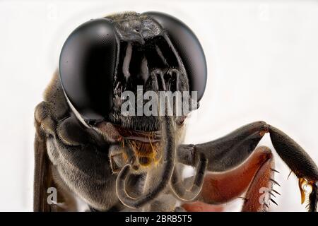 Macro extrême agrandissement cinq fois de la tête d'un insecte noir de guêpe sur fond blanc Banque D'Images