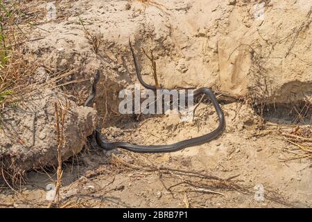 Une Couleuvre obscure de l'Est sur une plage de sable sur l'Assateague Island National Seashore dans Maryland Banque D'Images