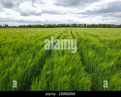 Champ vert de blé ou d'orge avec de jeunes oreilles et ciel nuageux. Banque D'Images