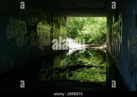 Shallow creek traverse un tunnel sous la rue à Windsor, en Californie. Les plantes réfléchissent dans l'eau fixe. Les murs en béton sont recouverts de graffiti. Banque D'Images