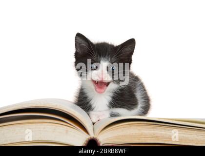 Adorable petit chaton noir et blanc de tuxedo assis sur grand livre d'histoire, bouche ouverte regardant directement le spectateur. Isolé sur blanc Banque D'Images