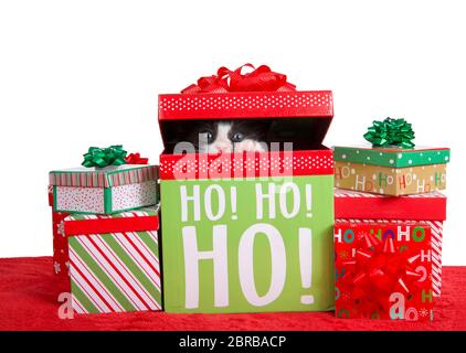 Chaton noir et blanc de tuxedo peaking d'une boîte de Noël entouré de plusieurs cadeaux de Noël. Isolé sur blanc. Banque D'Images