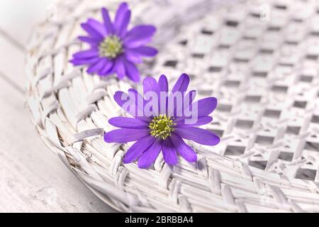 deux belles petites fleurs violettes sur une plaque en osier blanc Banque D'Images