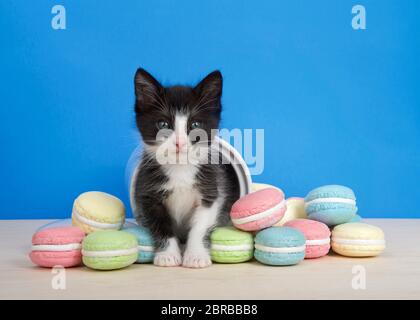 chaton noir et blanc de tuxedo peaking d'un pot de biscuit avec des biscuits de macaron sur la table. Regarder directement le visualiseur. Bleu vif Banque D'Images