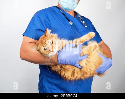 Homme de l'enseignement professionnels en uniforme bleu et des gants en latex maintenant un adulte chat rouge moelleux, fond gris, concept de traitement des animaux Banque D'Images