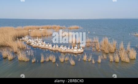 Les pélicans dalmates (Pelecanus crispus) dans le Delta du Danube en Roumanie. Vue aérienne avec drone. Banque D'Images