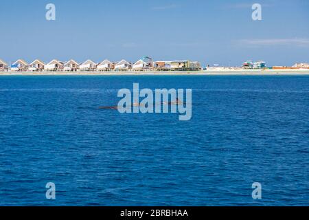 Paysage dans les îles Maldives et sur l'eau villas et bungalows avec groupe de dauphins nager Banque D'Images