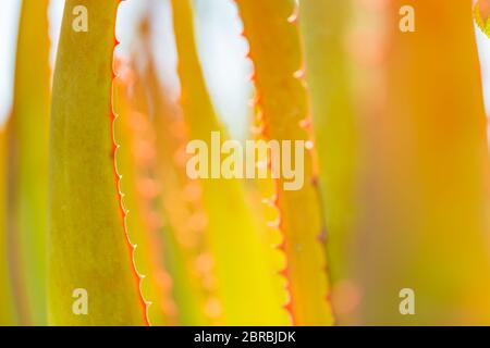 Photographie de gros plan de texture de plante de cactus. Flore de la côte méditerranéenne. Banque D'Images