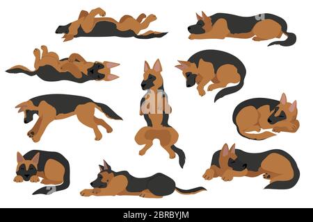 Les chiens dormant posent. Chiens de berger allemands. Illustration vectorielle Illustration de Vecteur