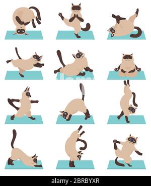 Chats yoga. Chats siamois. Différentes poses et exercices de yoga. Illustration vectorielle Illustration de Vecteur