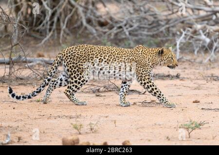 Léopard (Panthera pardus), femelle adulte marchant dans la Savannah, Mpumalanga, Afrique du Sud Banque D'Images