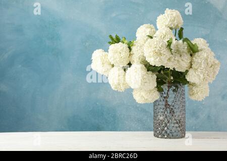 Vase avec fleurs d'hortensia sur fond bleu. Usine de printemps Banque D'Images