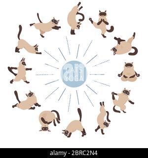 Chats yoga. Chats siamois. Différentes poses et exercices de yoga. Illustration vectorielle Illustration de Vecteur