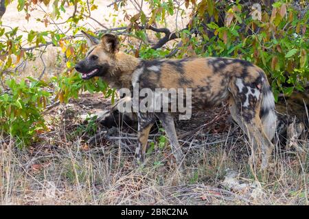 Chien sauvage (Lycaon pictus), vue latérale d'une femme adulte, Mpumalanga, Afrique du Sud Banque D'Images