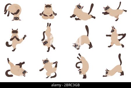 Chats yoga. Chats siamois. Différentes poses et exercices de yoga. Illustration vectorielle Illustration de Vecteur