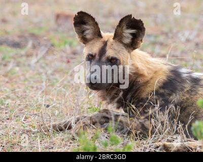 Chien sauvage (Lycaon pictus), gros plan d'un adulte, Mpumalanga, Afrique du Sud Banque D'Images