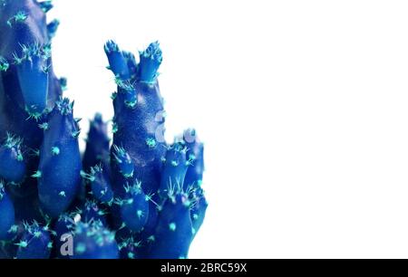 Style pop art gros plan de mini cactus bleu vif avec des épines turquoise isolées sur fond blanc Banque D'Images