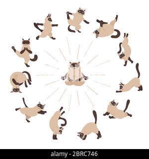 Chats yoga. Chats siamois. Différentes poses et exercices de yoga. Illustration vectorielle Illustration de Vecteur