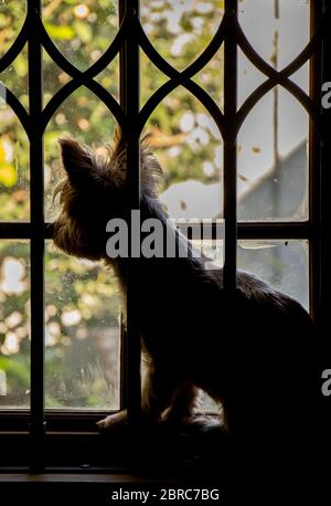 Silhouette d'un petit chien qui regarde d'une pièce sombre à l'extérieur, image conceptuelle pour le verrouillage du coronavirus Banque D'Images