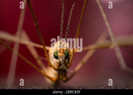 south israel 7.4.2020 tipula en gros plan effrayant Banque D'Images